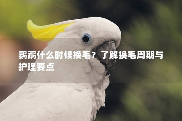 鹦鹉什么时候换毛？了解换毛周期与护理要点