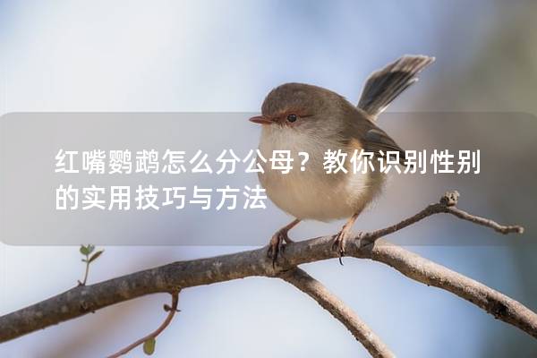 红嘴鹦鹉怎么分公母？教你识别性别的实用技巧与方法