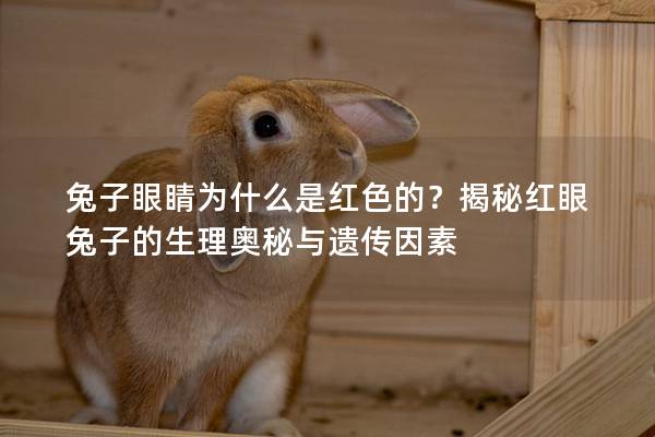 兔子眼睛为什么是红色的？揭秘红眼兔子的生理奥秘与遗传因素