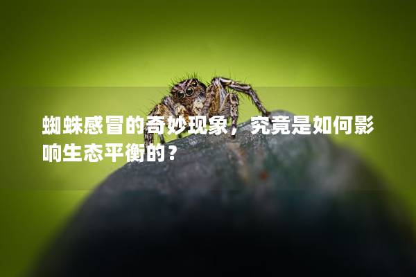 蜘蛛感冒的奇妙现象，究竟是如何影响生态平衡的？