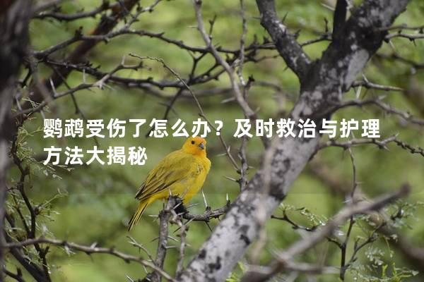 鹦鹉受伤了怎么办？及时救治与护理方法大揭秘