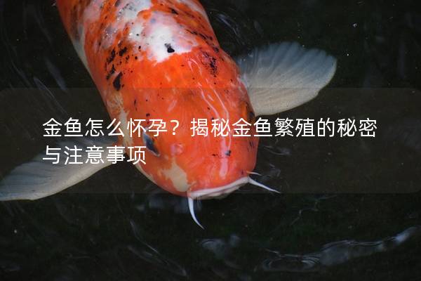 金鱼怎么怀孕？揭秘金鱼繁殖的秘密与注意事项