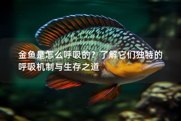 金鱼是怎么呼吸的？了解它们独特的呼吸机制与生存之道