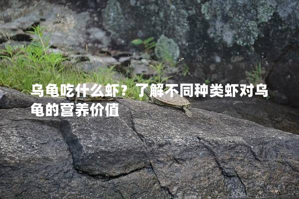 乌龟吃什么虾？了解不同种类虾对乌龟的营养价值