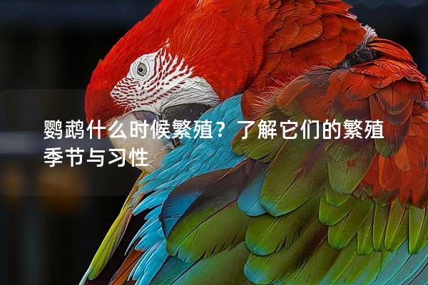 鹦鹉什么时候繁殖？了解它们的繁殖季节与习性