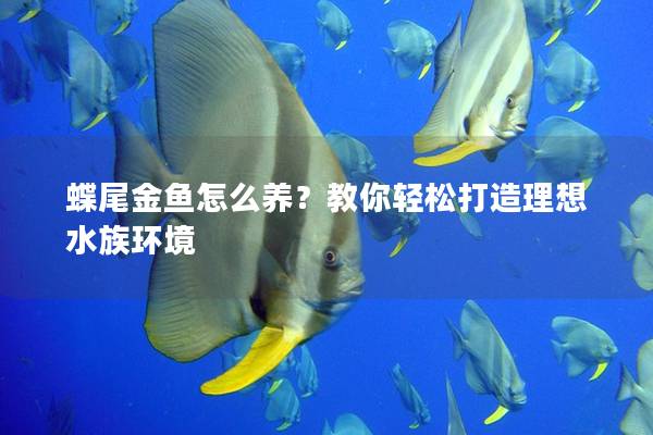 蝶尾金鱼怎么养？教你轻松打造理想水族环境