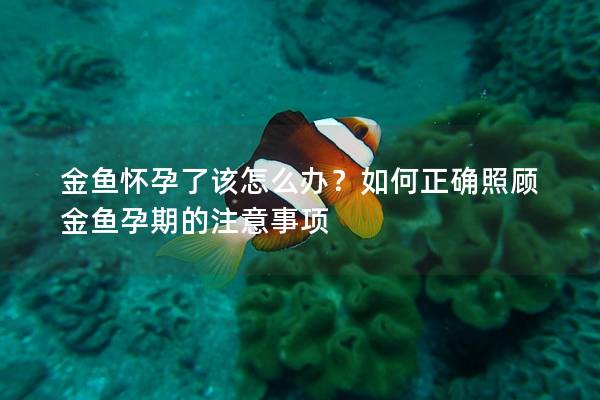 金鱼怀孕了该怎么办？如何正确照顾金鱼孕期的注意事项