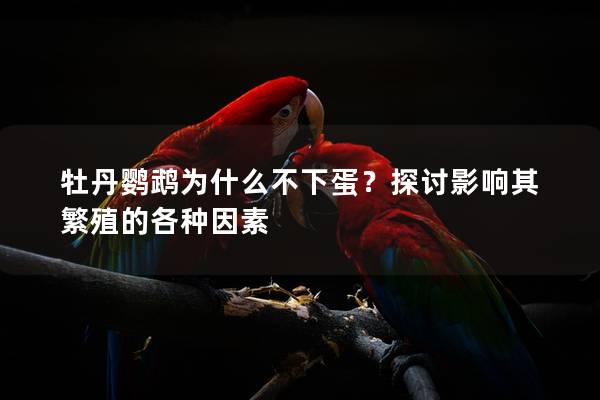 牡丹鹦鹉为什么不下蛋？探讨影响其繁殖的各种因素