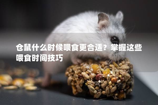 仓鼠什么时候喂食更合适？掌握这些喂食时间技巧