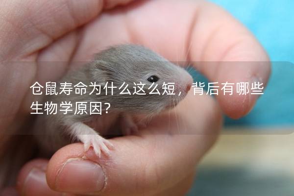 仓鼠寿命为什么这么短，背后有哪些生物学原因？