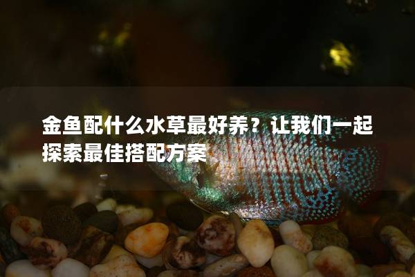 金鱼配什么水草最好养？让我们一起探索最佳搭配方案