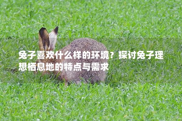 兔子喜欢什么样的环境？探讨兔子理想栖息地的特点与需求