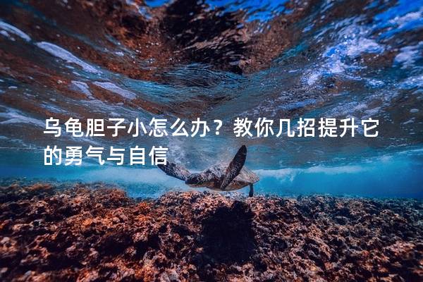 乌龟胆子小怎么办？教你几招提升它的勇气与自信