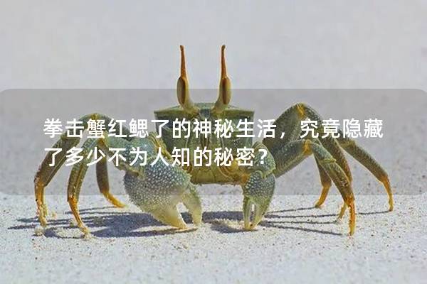 拳击蟹红鳃了的神秘生活，究竟隐藏了多少不为人知的秘密？