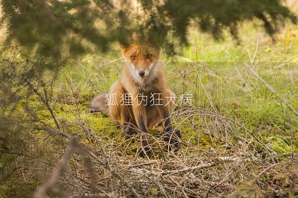 狐狸伪狂犬病