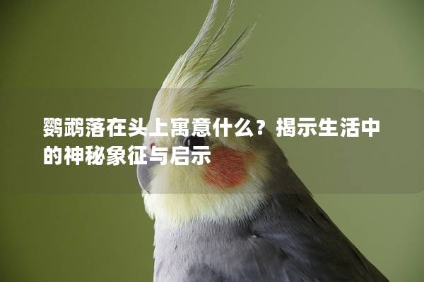 鹦鹉落在头上寓意什么？揭示生活中的神秘象征与启示