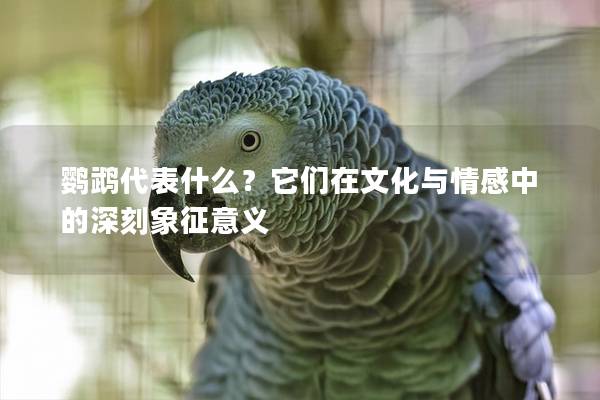 鹦鹉代表什么？它们在文化与情感中的深刻象征意义