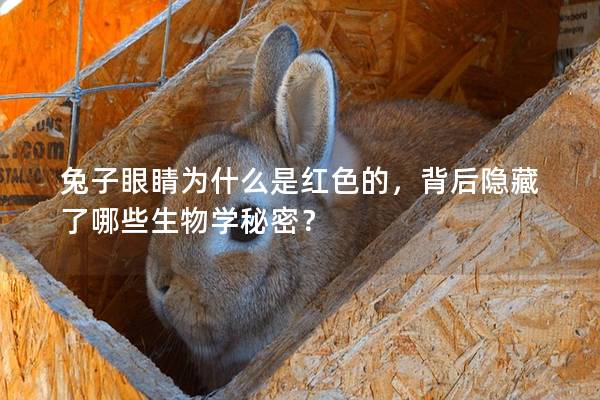 兔子眼睛为什么是红色的，背后隐藏了哪些生物学秘密？