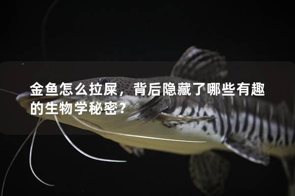 金鱼怎么拉屎，背后隐藏了哪些有趣的生物学秘密？