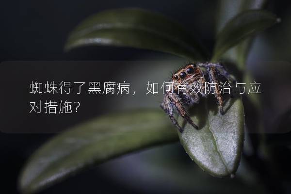 蜘蛛得了黑腐病，如何有效防治与应对措施？