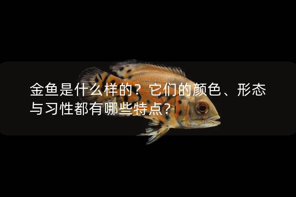 金鱼是什么样的？它们的颜色、形态与习性都有哪些特点？