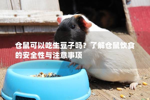 仓鼠可以吃生豆子吗？了解仓鼠饮食的安全性与注意事项