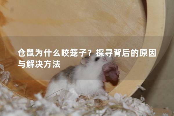 仓鼠为什么咬笼子？探寻背后的原因与解决方法