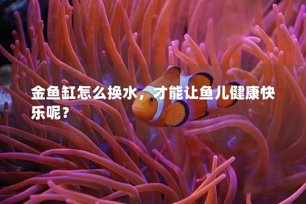 金鱼缸怎么换水，才能让鱼儿健康快乐呢？