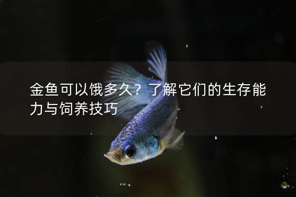 金鱼可以饿多久？了解它们的生存能力与饲养技巧