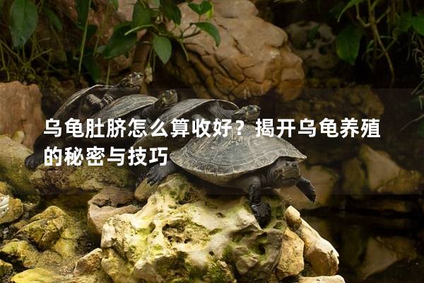 乌龟肚脐怎么算收好？揭开乌龟养殖的秘密与技巧