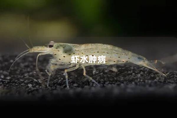 虾水肿病