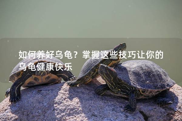 如何养好乌龟？掌握这些技巧让你的乌龟健康快乐