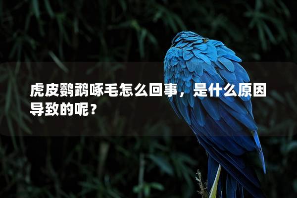 虎皮鹦鹉啄毛怎么回事，是什么原因导致的呢？