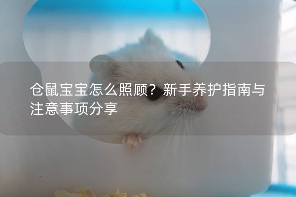 仓鼠宝宝怎么照顾？新手养护指南与注意事项分享