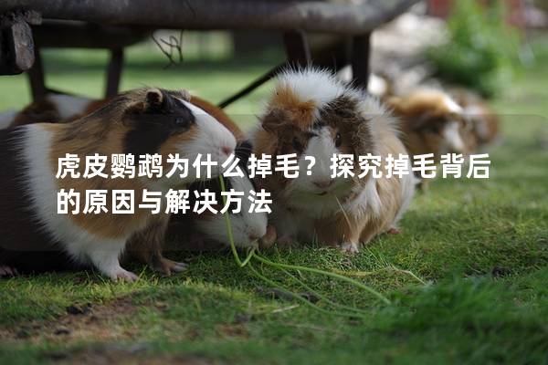 虎皮鹦鹉为什么掉毛？探究掉毛背后的原因与解决方法