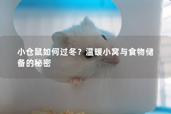 小仓鼠如何过冬？温暖小窝与食物储备的秘密