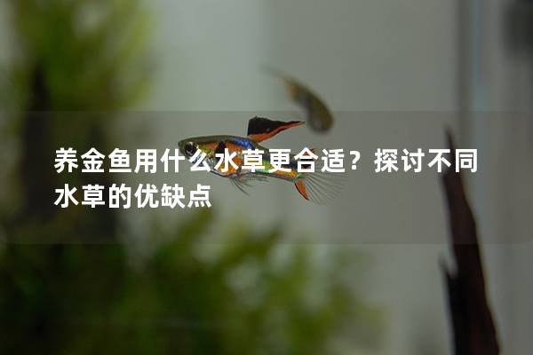 养金鱼用什么水草更合适？探讨不同水草的优缺点