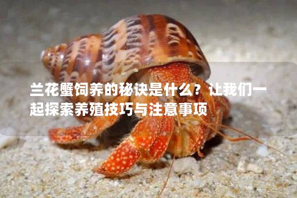 兰花蟹饲养的秘诀是什么？让我们一起探索养殖技巧与注意事项