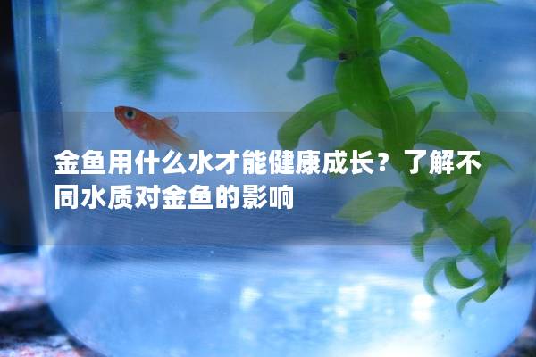 金鱼用什么水才能健康成长？了解不同水质对金鱼的影响