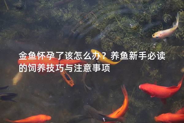 金鱼怀孕了该怎么办？养鱼新手必读的饲养技巧与注意事项