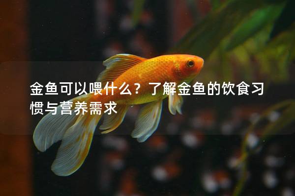 金鱼可以喂什么？了解金鱼的饮食习惯与营养需求