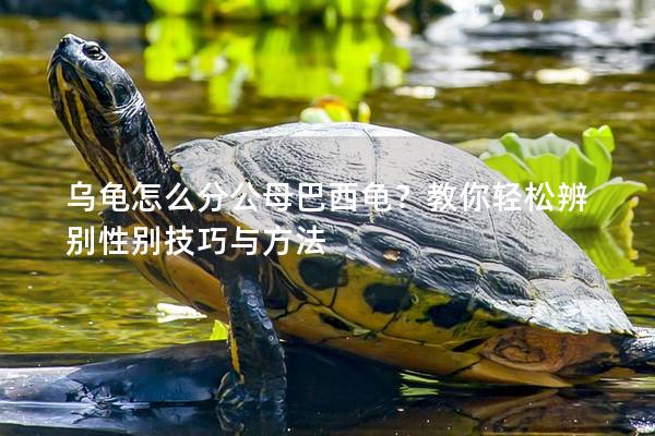 乌龟怎么分公母巴西龟？教你轻松辨别性别技巧与方法