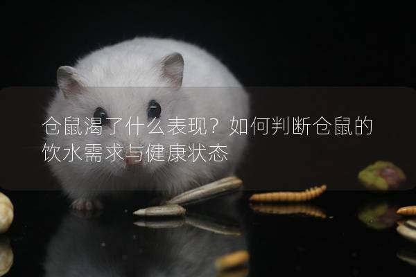 仓鼠渴了什么表现？如何判断仓鼠的饮水需求与健康状态