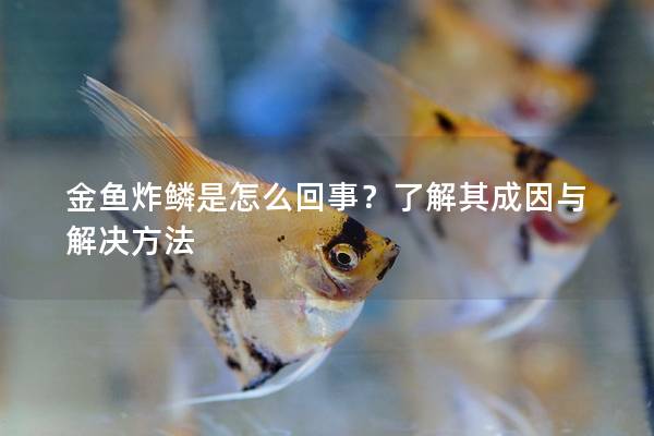 金鱼炸鳞是怎么回事？了解其成因与解决方法