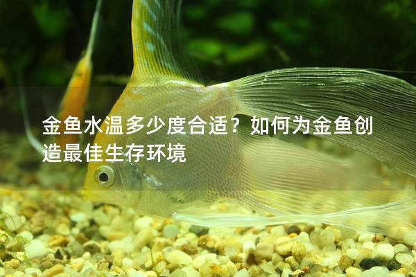 金鱼水温多少度合适？如何为金鱼创造最佳生存环境