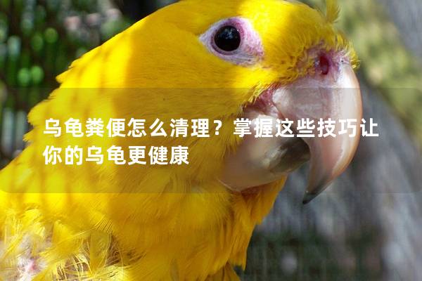 乌龟粪便怎么清理？掌握这些技巧让你的乌龟更健康