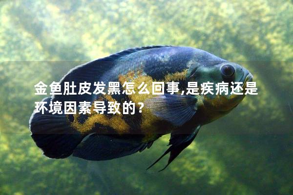 金鱼肚皮发黑怎么回事,是疾病还是环境因素导致的？