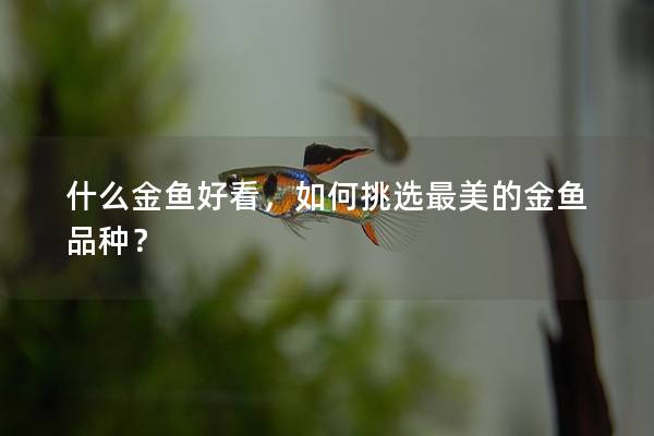 什么金鱼好看，如何挑选最美的金鱼品种？