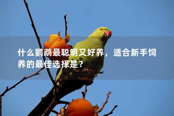 什么鹦鹉最聪明又好养，适合新手饲养的最佳选择是？