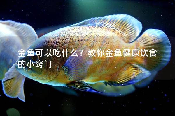 金鱼可以吃什么？教你金鱼健康饮食的小窍门